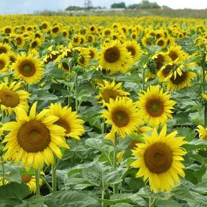 Meet your Posher, Joyce